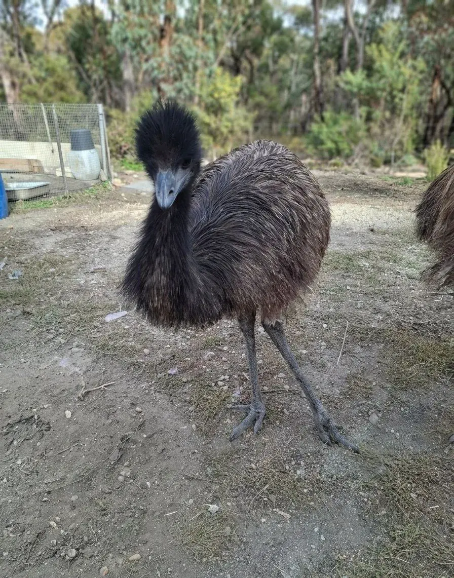 Emu hnedy