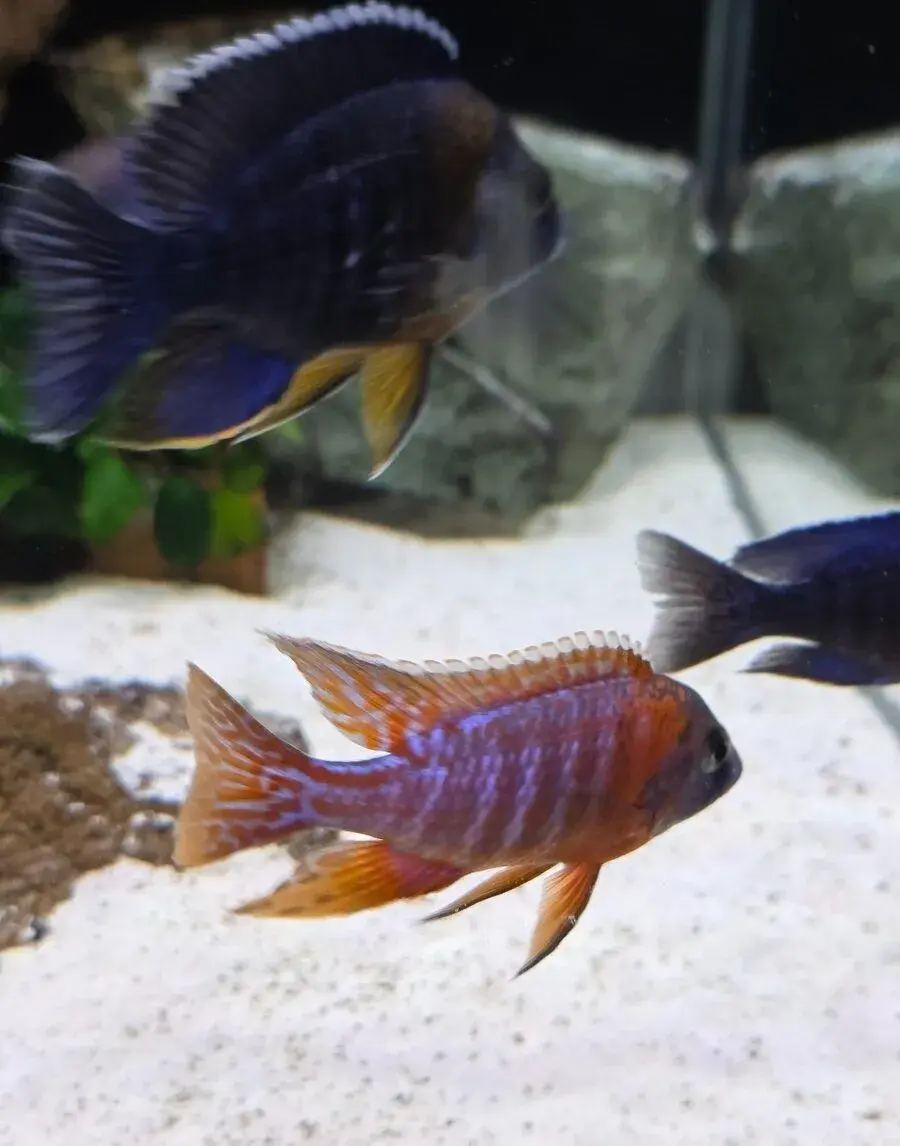 Aulonacara, Otopharynx,Cyrtocara