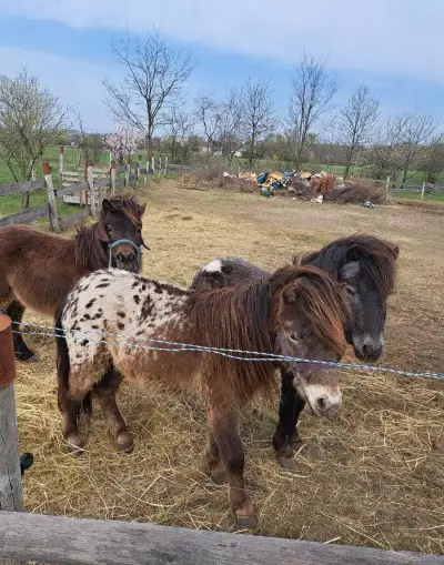 Poník žrebček na predaj