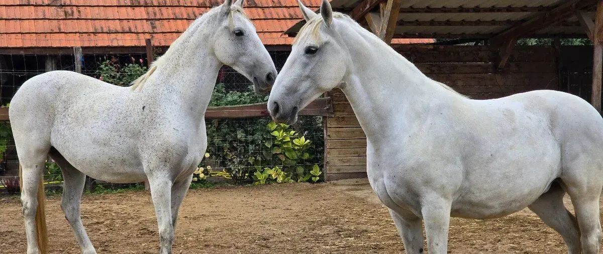 Lipicanské kone