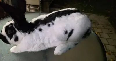 Nemecký obrovitý strakáč