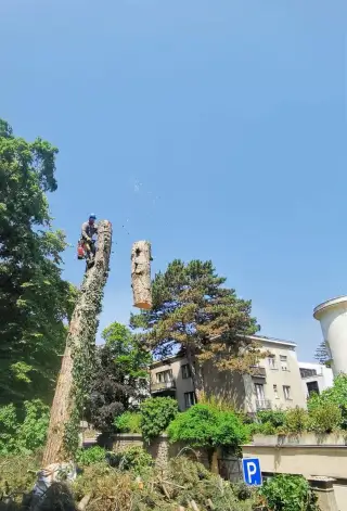 Výrub stromov, Starostlivosť zeleň
