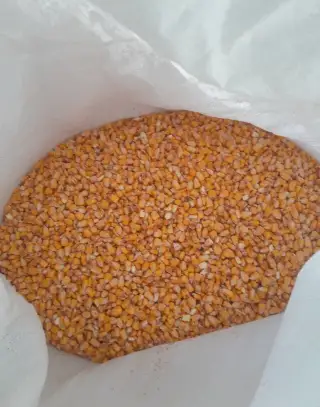 Kukuricu