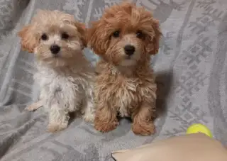 Maltipoo