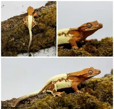 Pagekóny (Correlophus ciliatus) + tera doplnky GeckoSVK