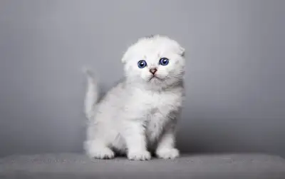 Škótske mačiatka/ Scottish Fold
