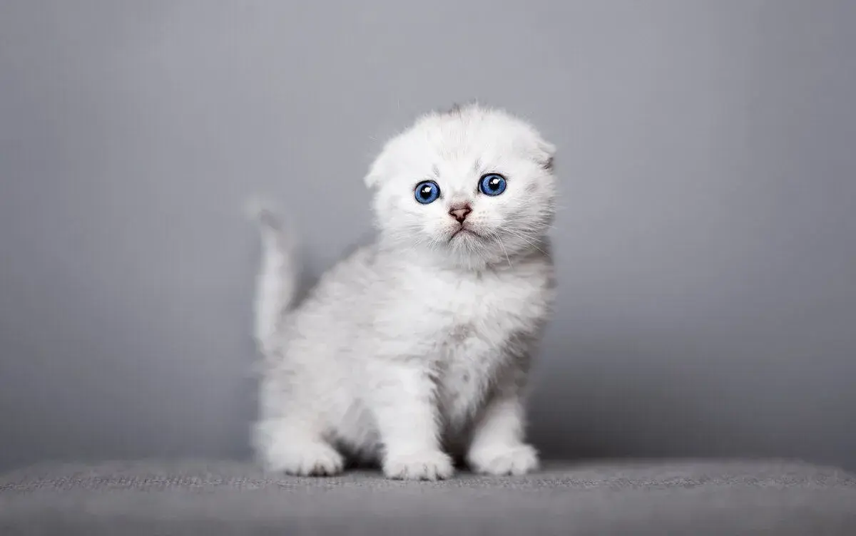 Škótske mačiatka/ Scottish Fold