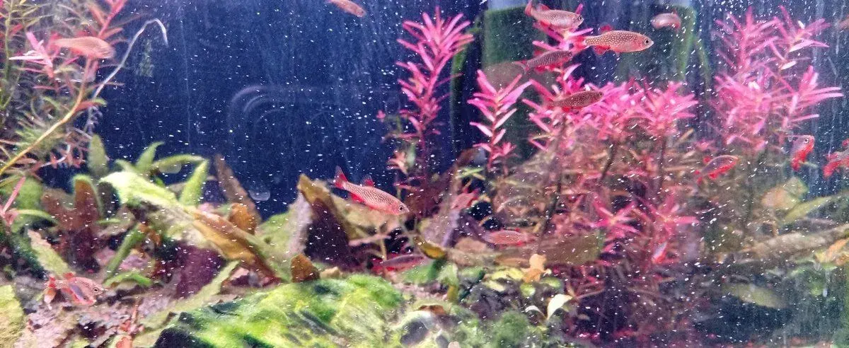 Razbory Galaxy (Danio perlove)
