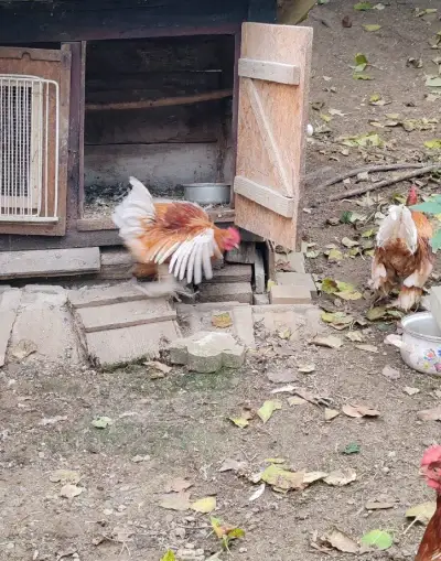 Milferky kohúty