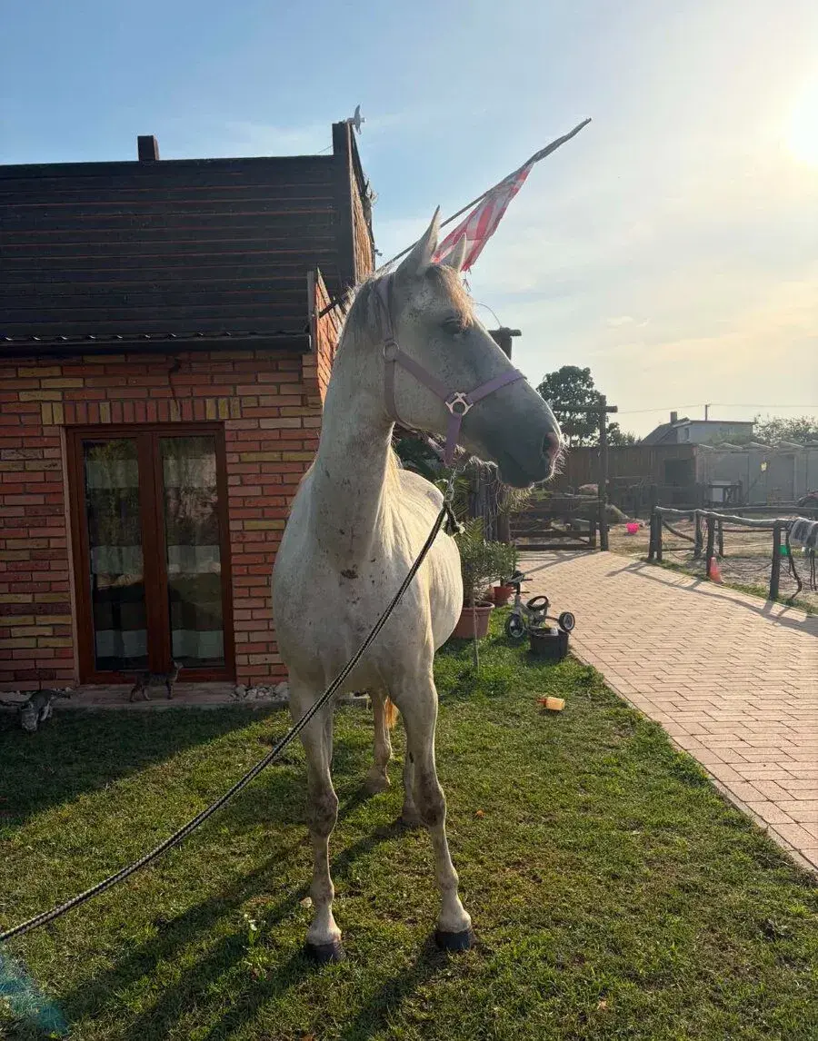 Kobyla