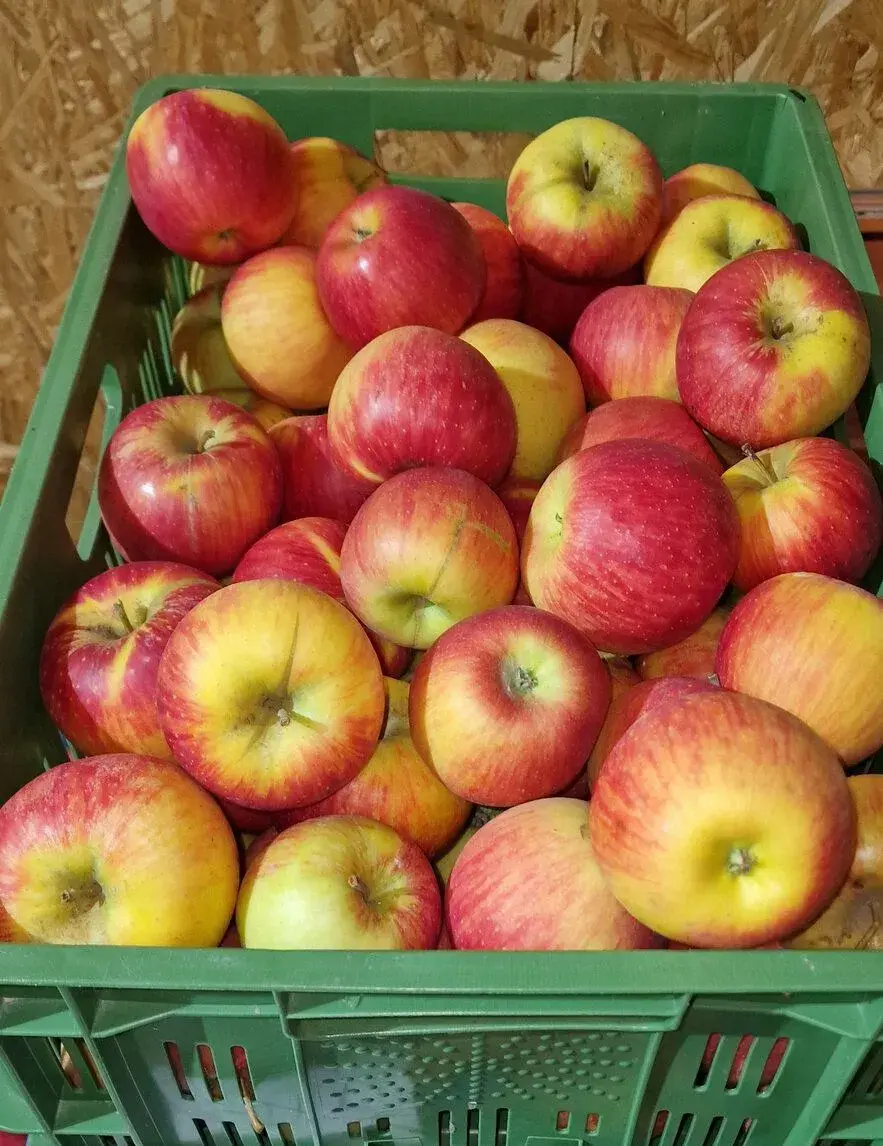 🍎Na predaj domáce jablká rôzné odrody🍏
