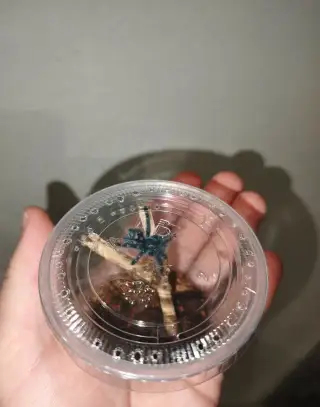 Caribena (ex. Avicularia) versicolor 4.zvlek