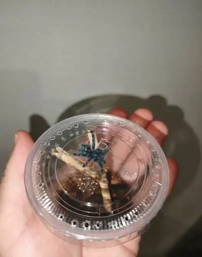 Caribena (ex. Avicularia) versicolor 4.zvlek
