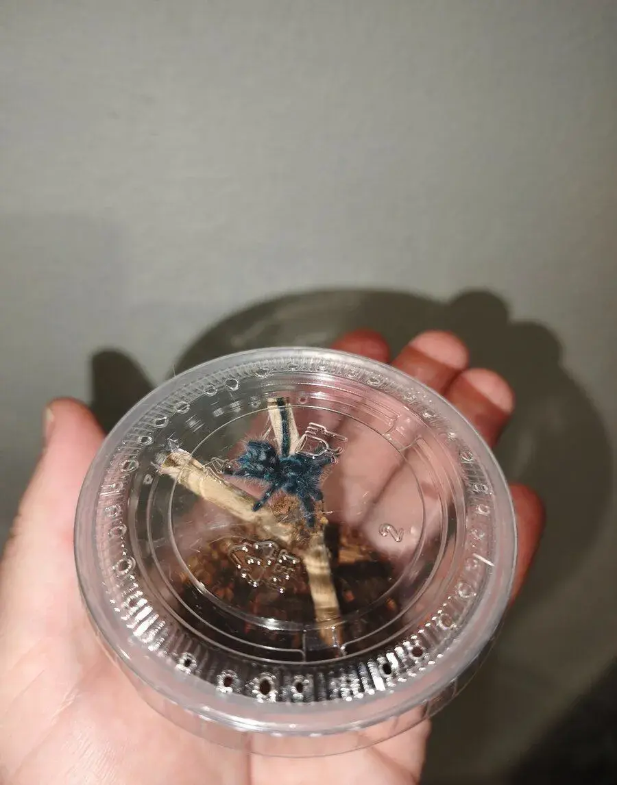 Caribena (ex. Avicularia) versicolor 4.zvlek
