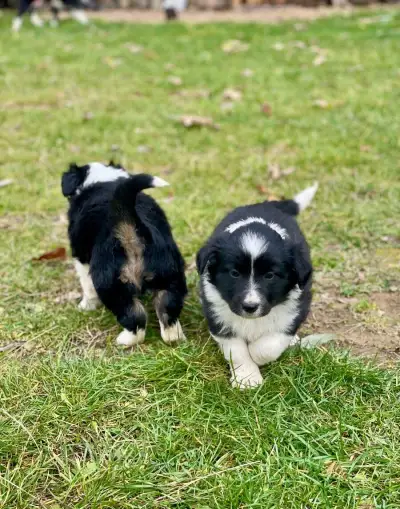 Šteniatka Border Collie – 3 fenky a 2 psíky