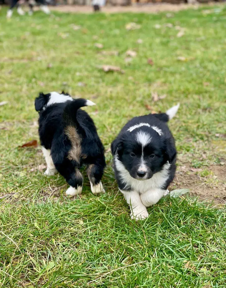 Šteniatka Border Collie – 3 fenky a 2 psíky