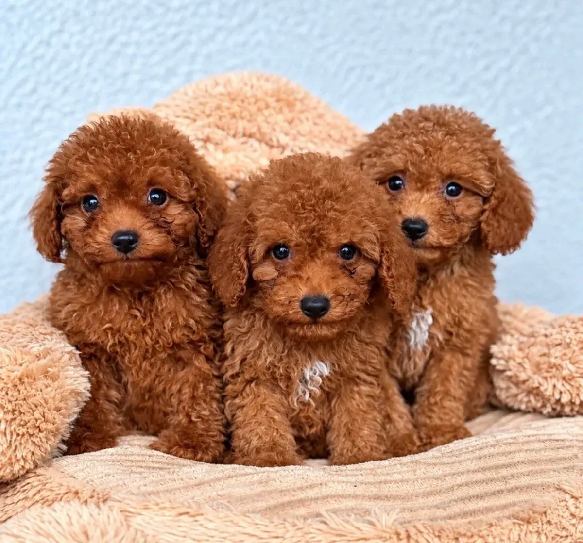 Toy pudlik