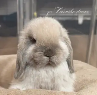 🍓❤️ králiky minilop s vp 🍓❤️