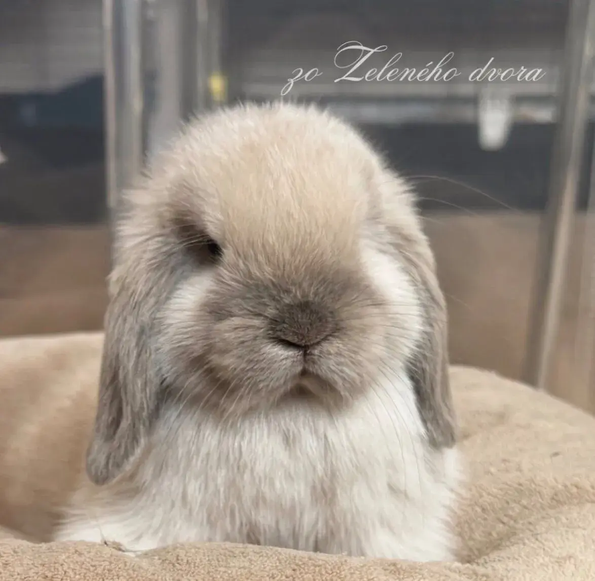 🍓❤️ králiky minilop s vp 🍓❤️