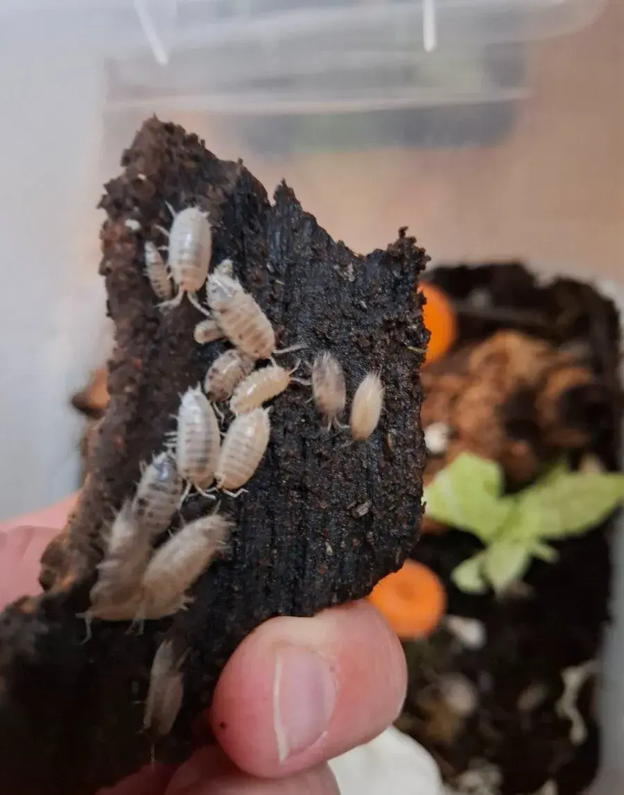 Isopody porcellio laevis