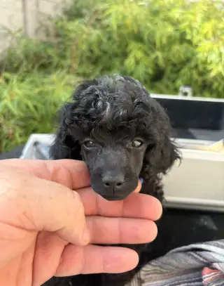 Toy Pudel