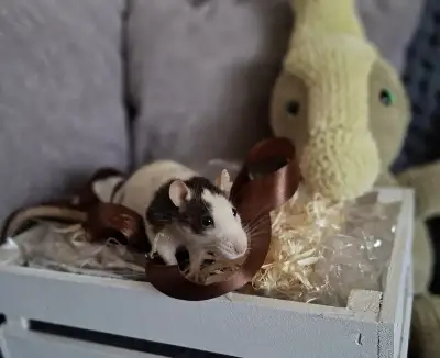 Chs Duffy's ratties 🐀🩷
