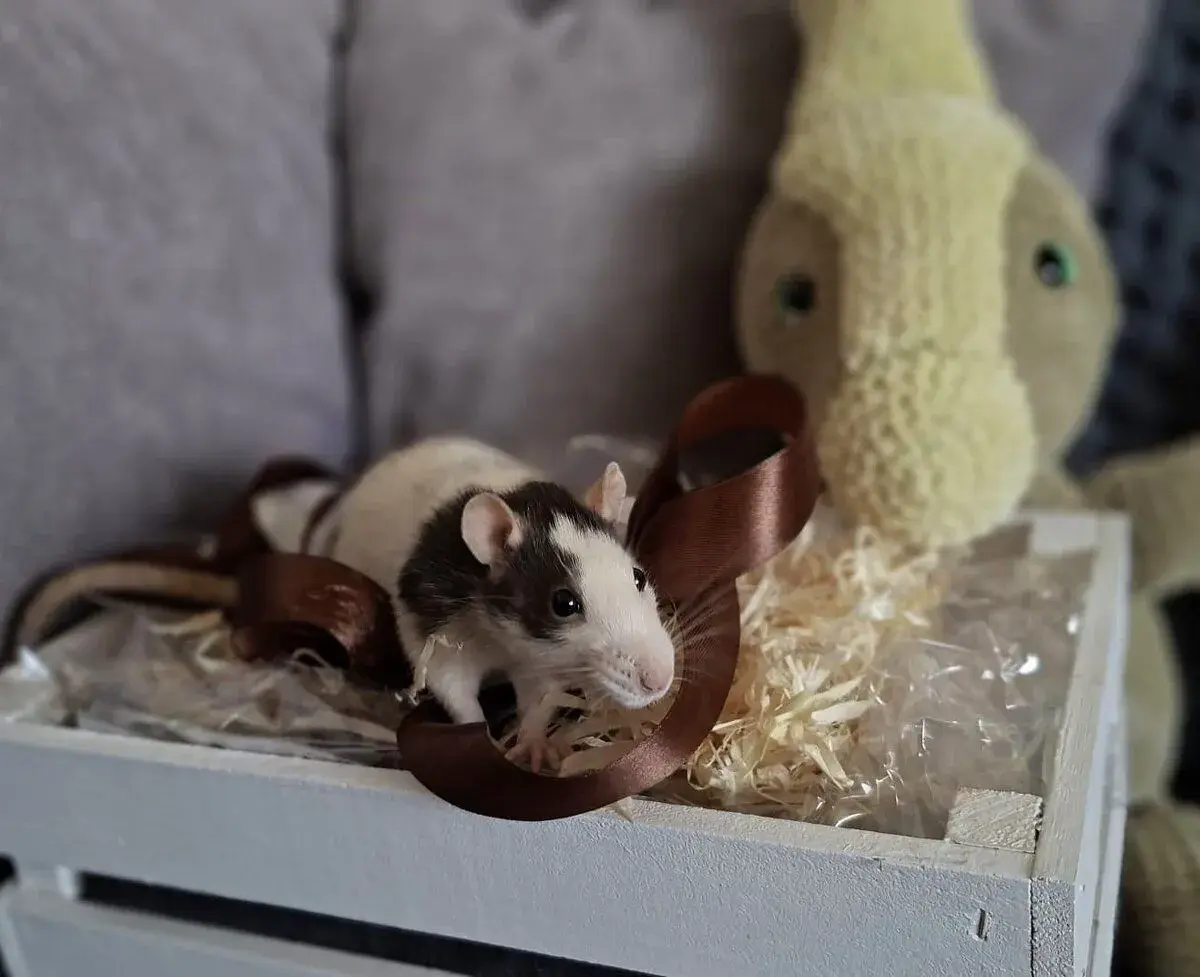 Chs Duffy's ratties 🐀🩷