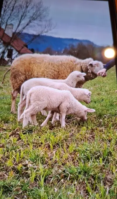 Frízska ovca na predaj