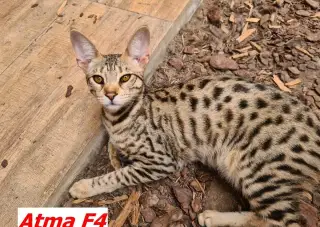 Savannah macka F4