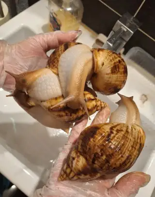 Africky slimaci