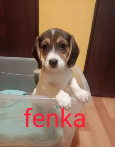 Šteniatka bígl