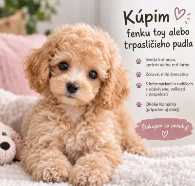 Šteniatko pudla – toy alebo trpasličí