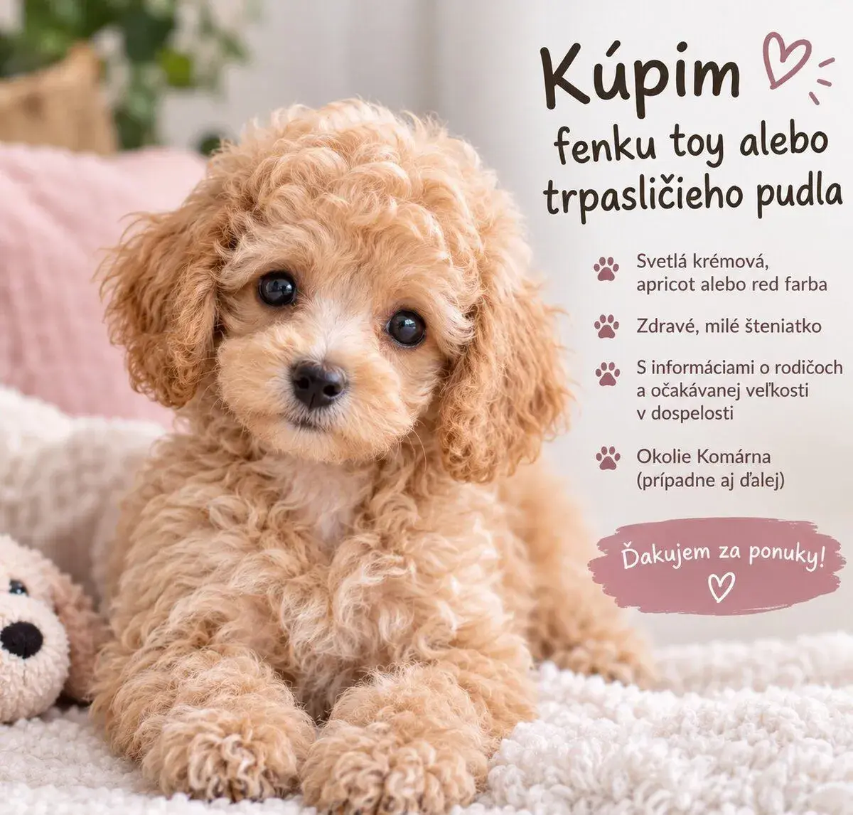 Šteniatko pudla – toy alebo trpasličí