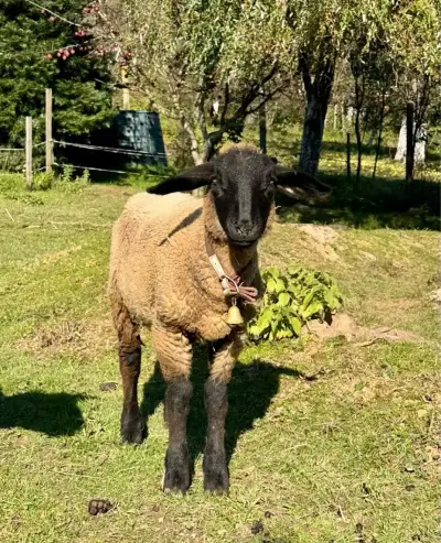 Jahničky 6 mesačné na predaj