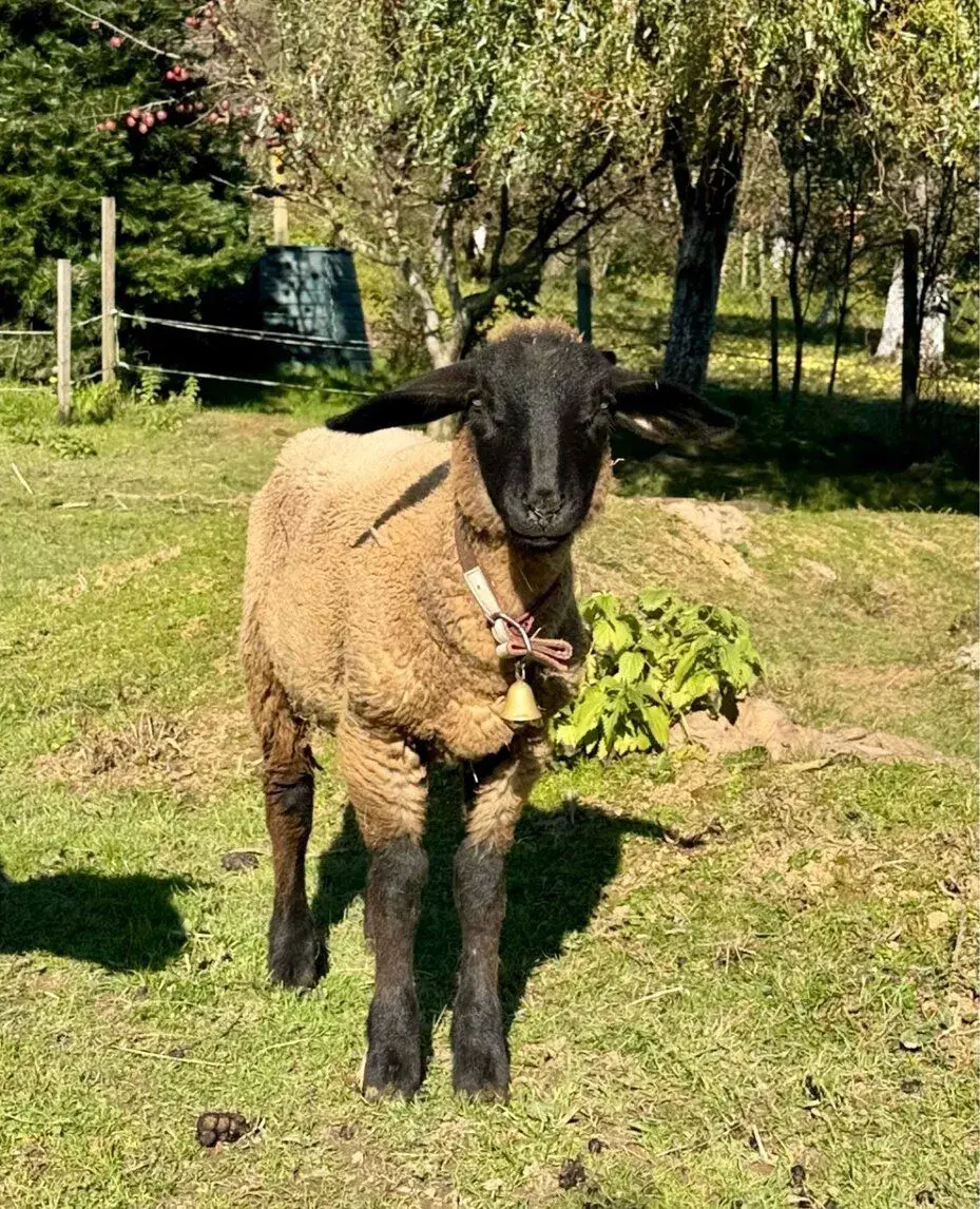 Jahničky 6 mesačné na predaj