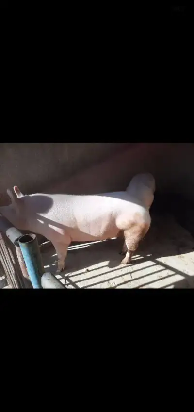 Prasiatko cca230kg cena len 2,2e za kg