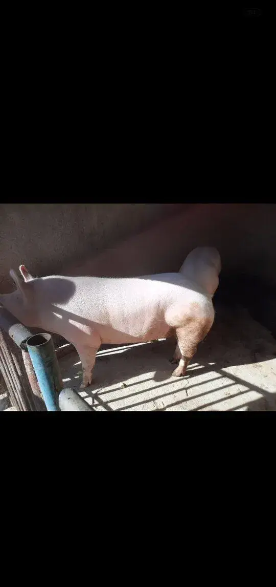 Prasiatko cca230kg cena len 2,2e za kg