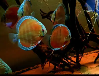 DISCUS ALENQUER CUIPEUA WILD