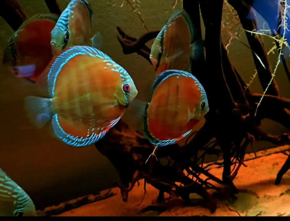 DISCUS ALENQUER CUIPEUA WILD