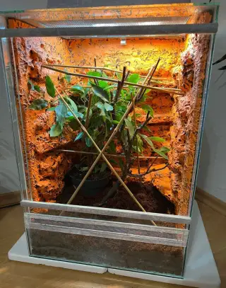 Chameleón Jamenský
