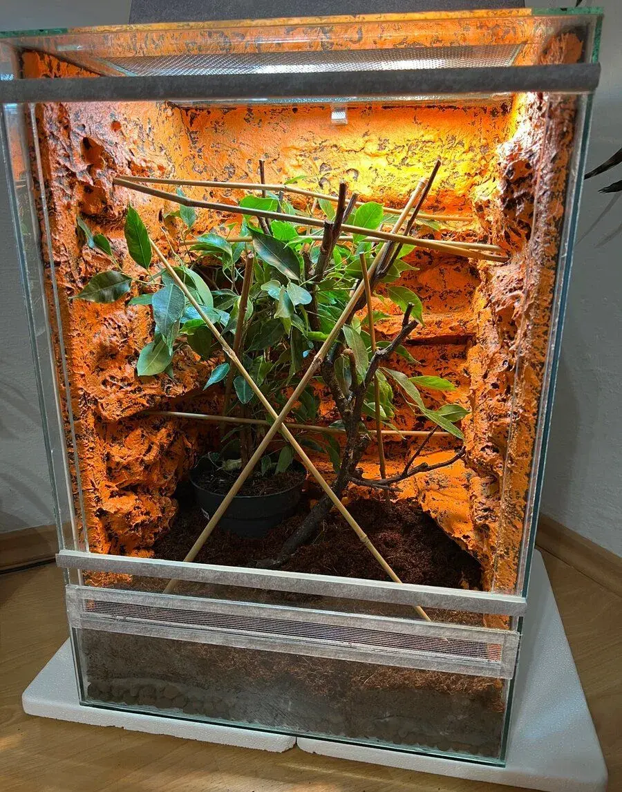 Chameleón Jamenský
