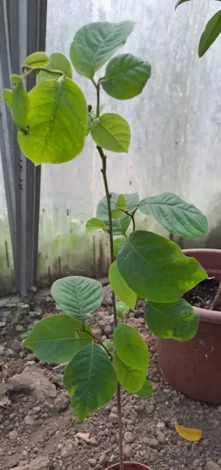 Anona trojlupienková-Anonna cherimoya