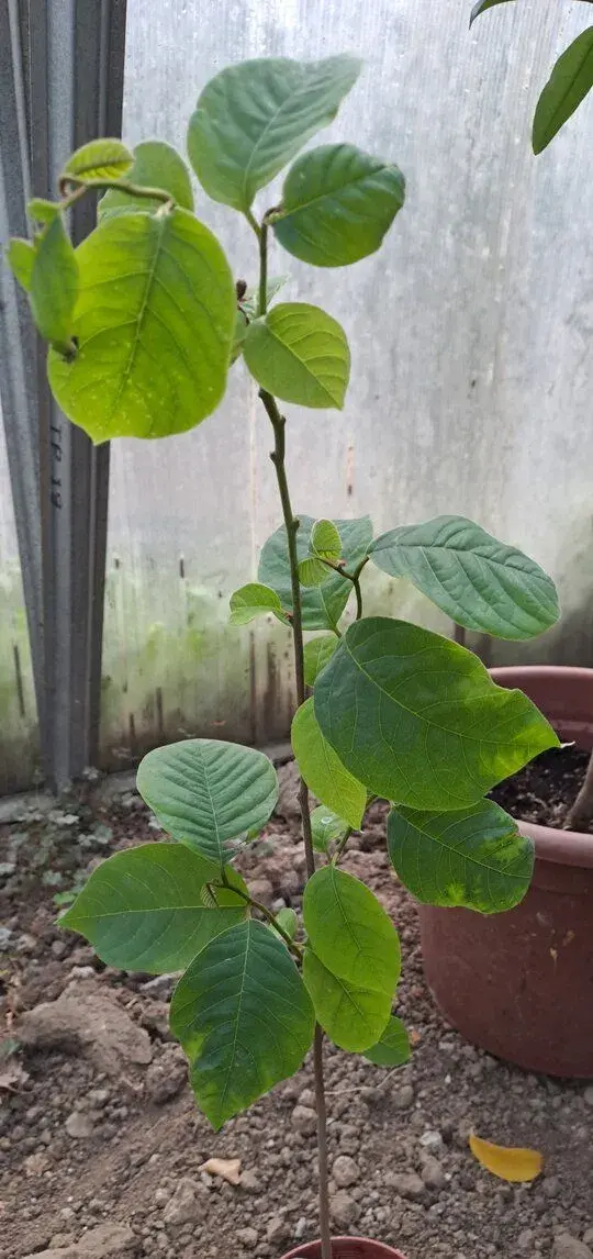 Anona trojlupienková-Anonna cherimoya