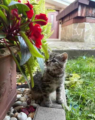 Darujem mačiatko