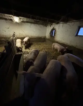 Prasatá