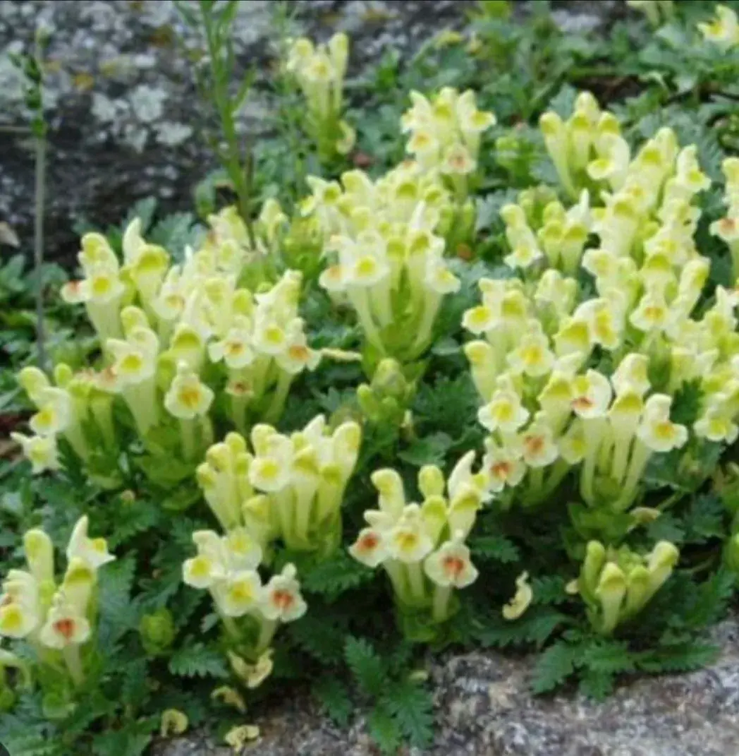 Vzacna skalnicka Scutellaria orientalis