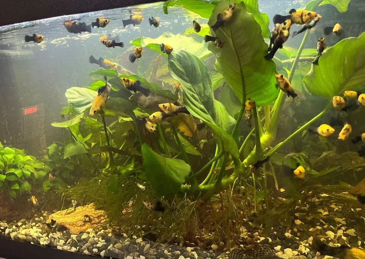 Black gold molly