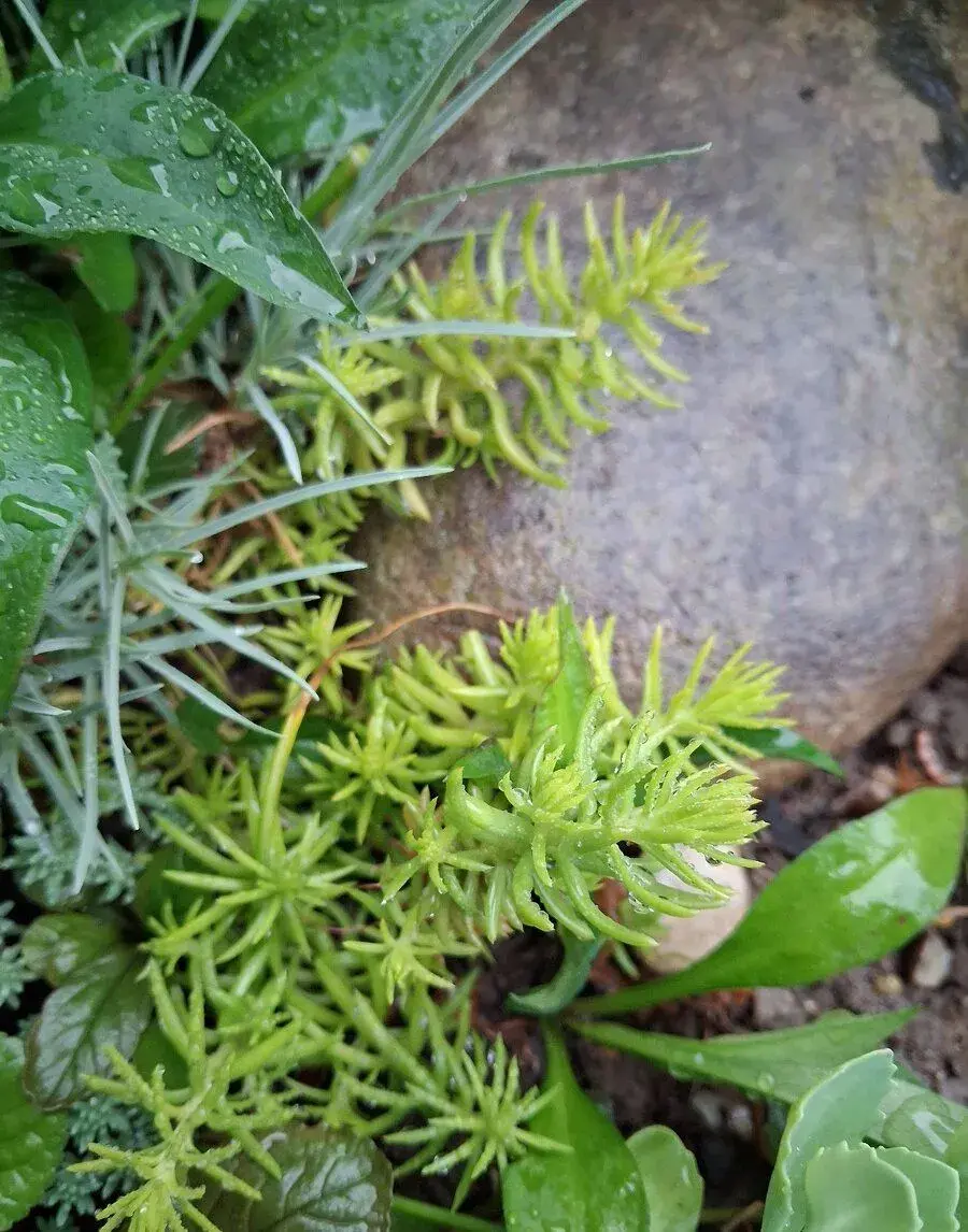 Rozchodnik , Lemon ball ''