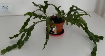 Kaktus(Schlumbergera) izbová rastlina č.2 za 7€