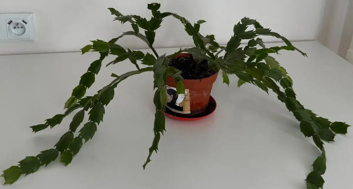Kaktus(Schlumbergera) izbová rastlina č.2 za 7€